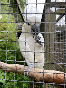Glad Zoo — fotografia 4