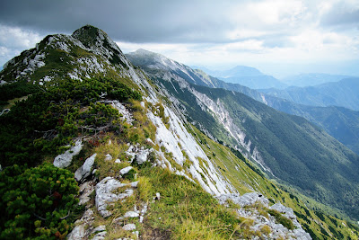 Vogel — fotografia 5
