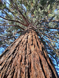 Budakeszi, Giant Sequoias — fotografia 5