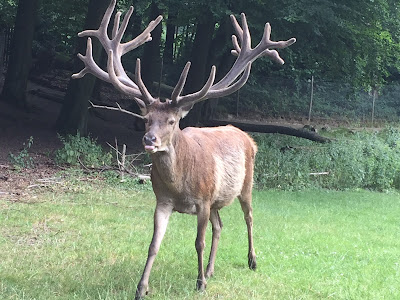 Wildpark Düsseldorf Grafenberg — fotografia 3
