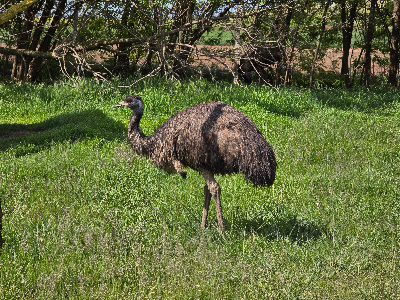 Zoo Előszállás- Egzotikus Állatpark Előszállás — fotografia 3