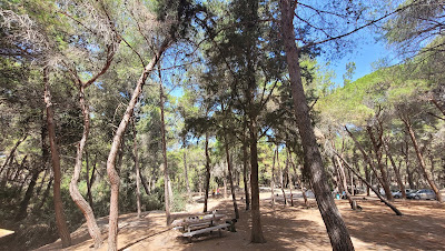 Plaka Forest — fotografia 3
