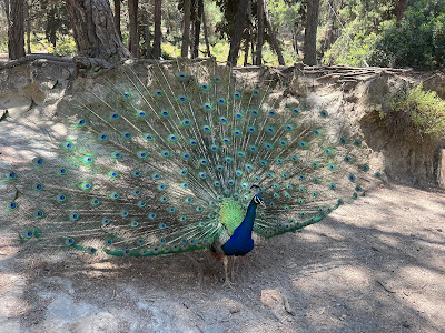 Plaka Forest — fotografia 4