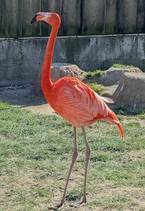 Zoopark Nehvizdy — fotografia 5