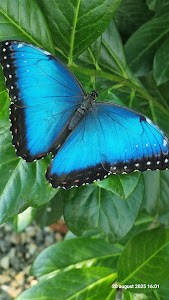 Gradina de fluturi tropicali Iasi (BEFLY GARDEN ) — fotografia 4