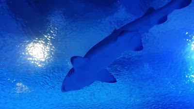 L’Oceanogràfic — fotografia 2
