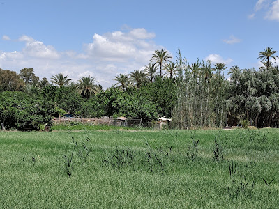 Palmeral de Santiago y Zaraíche — fotografia 4