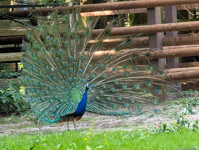 Tierpark Tannenbusch — fotografia 4