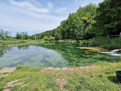 Matzes fish and Angel Park — fotografia 5