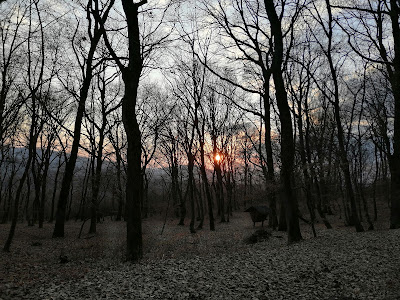 Schullerwald — fotografia 4