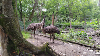 Forest zoo in Liszna — fotografia 5