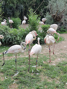 Animal Park Cappeller — fotografia 4