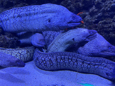 Aquarium | Pula — fotografia 4
