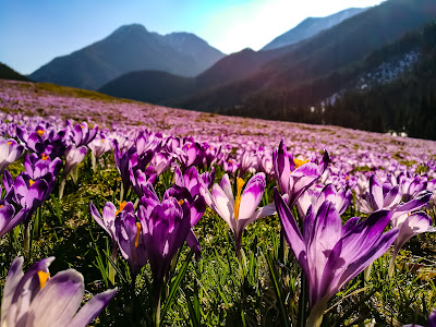 Chochołowska Valley — fotografia 4