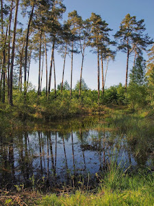 Puszcza Niepołomicka — fotografia 4