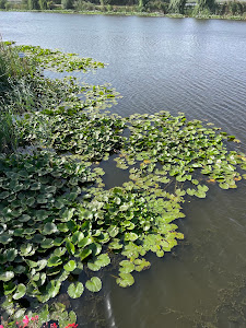 Delta Neajlovului — fotografia 3
