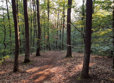 Park-šuma Slatina — fotografia 4