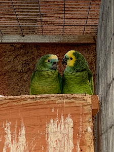 Balsa del Sapo — fotografia 4