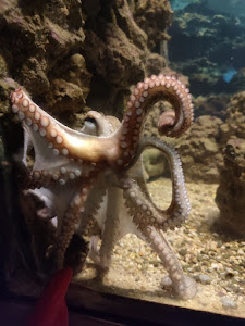 Corfu Aquarium — fotografia 3