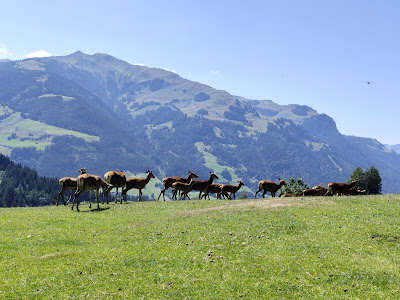 Wildpark Aurach — fotografia 4