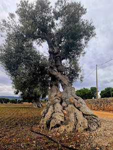 Egnazia - Roman City — fotografia 5