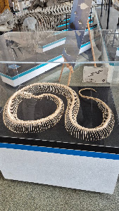 Museum of Natural History — fotografia 5