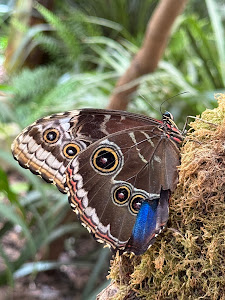 Garten der Schmetterlinge Schloss Sayn — fotografia 5