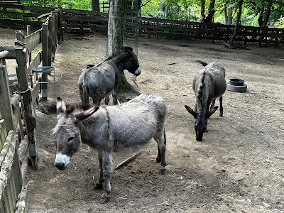 Tierpark Neukölln in der Hasenheide — fotografia 4
