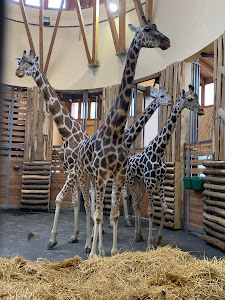 Grădina Zoologică și Botanică din Budapesta — fotografia 3