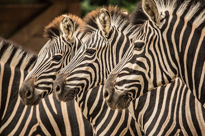 Ljubljana Zoo