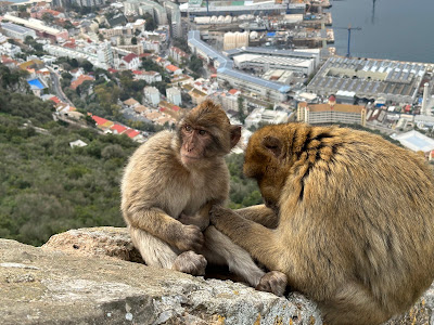 Apes Den — fotografia 3
