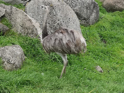 Glad Zoo — fotografia 5