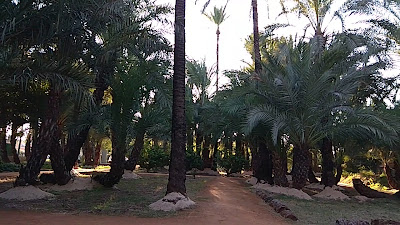Palmeral de Santiago y Zaraíche — fotografia 2