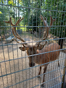 Wildpark Schwarzach — fotografia 5