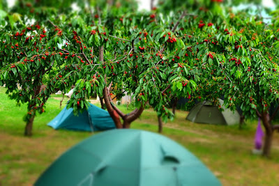 Camping Turtle Camp — fotografia 4