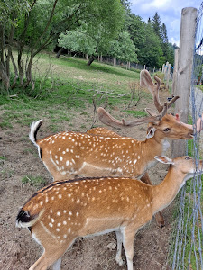Forest zoo in Liszna — fotografia 3
