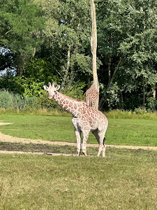 ZooParc Overloon — fotografia 5