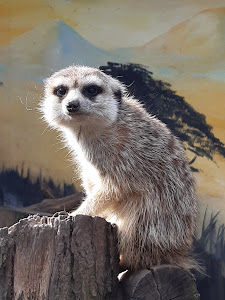 Törökmező Animal Park — fotografia 4