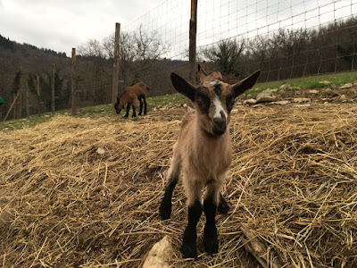 Agricamping L'Apicorno- Campeggio nel Chianti — fotografia 4