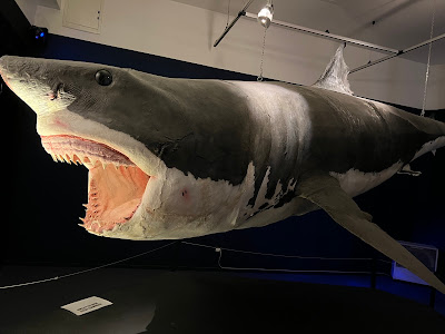 Civic Museum of Natural History — fotografia 3
