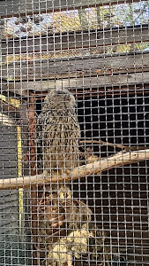 Malá Chuchle zoo — fotografia 3
