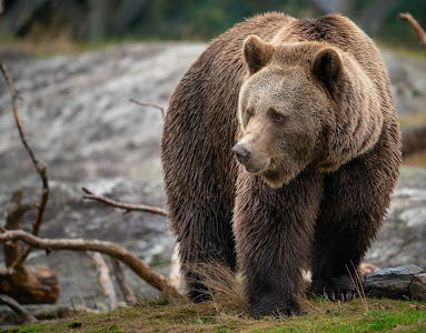 Bear Park — fotografia 5