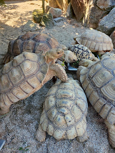 ZOO Dvorec — fotografia 4