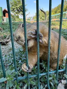 Živalski vrt Sikalu ZOO — fotografia 4