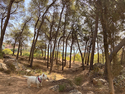 Parque Canino Parque de El Morlaco