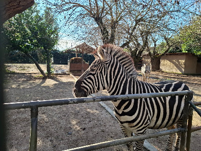 Animal Park Cappeller — fotografia 5