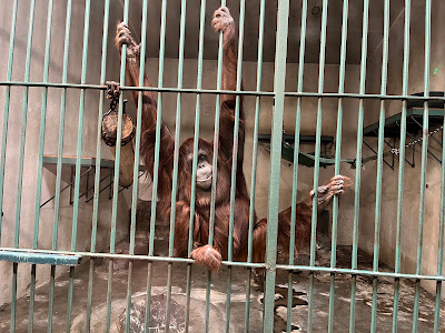 Belgrade Zoo — fotografia 5