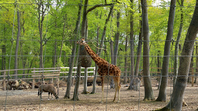 Zoo Târgu Mureș — fotografia 3