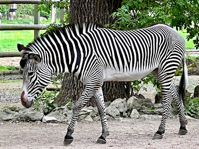 Zoo Augsburg — fotografia 5