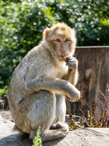 Neustrelitz Zoo — fotografia 4